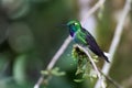 Purple-bibbed Whitetip (Urosticte benjamini) hummingbird in Ecuador Royalty Free Stock Photo