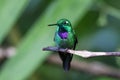 Purple-bibbed Whitetip (Urosticte benjamini) in Ecuador Royalty Free Stock Photo