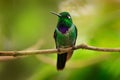 Purple-bibbed whitetip, Urosticte benjamini, green hummingbird in the green forest, native to Colombia and Ecuador. Whitetip