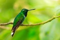 Purple-bibbed whitetip, Urosticte benjamini, green hummingbird in the green forest, native to Colombia and Ecuador. Whitetip Royalty Free Stock Photo