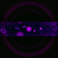Purple big circle galaxy with stipe on the center