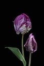 Purple big dutch parrot tulip flowers close up. Isolated on black background Royalty Free Stock Photo