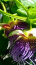 Big pasion fruit flower bloom in march, an exotic plant wallpaper