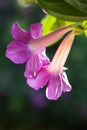 Purple Bignonia flower