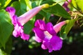 Purple Bignonia flower