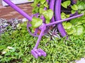 Purple bike pedal and part of the rear wheel in green leaves close up Royalty Free Stock Photo