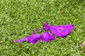 Purple bikini on green grass, drying women swim wear on the lawn