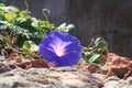 Purple Bindweed/Morning Glory Flowers, Spain