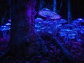 Purple bioluminescent fungus on tree in forest