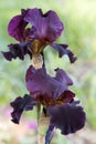 Dark Purple Bearded Iris Flowers Royalty Free Stock Photo