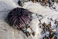 Purple and black sea urchin (Echinoidea) hard shell (test) with black broken spines lying on white sandy beach