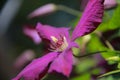 Purple bloom on clematis vine