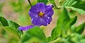 A purple bloom on a potato bush.