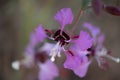 CLARKIA UNGUICULATA BLOOM - RED ROCK CP MRCA - 050521 A