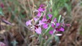 CLARKIA UNGUICULATA BLOOM - RED ROCK CP MRCA - 050521 V