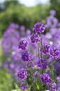 Purple blooming buds of garden Phlox with a beautiful bokeh Royalty Free Stock Photo