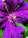 Purple blooming clematis flower closeup bright colours Royalty Free Stock Photo