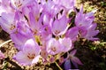 Purple blooming colchicum autumnale flowers - Autumn flower under early morning soft sunlight. Family name Colchicaceae,