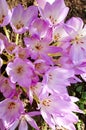 Purple blooming colchicum autumnale flowers - Autumn flower under early morning soft sunlight. Family name Colchicaceae, Royalty Free Stock Photo