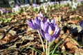 purple blooming crocus flower in a meadow in spring Royalty Free Stock Photo