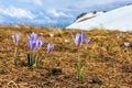 Purple blooming crocus, or saffron, a Caucasus endemic alpine flower on mountain background at spring. Scenic sunny landscape Royalty Free Stock Photo