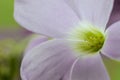 Purple blooming decorative flower with flowers bluebells