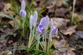 Purple blooming flower. Early spring. Nice morning.