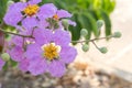 Purple blooming flower