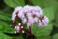 Purple blooming flower mimosa