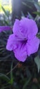 the purple blooming flower, Ruellia tuberosa, is also known as minnieroot.