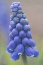 Purple blooming Grape Hyacinth Muscari Royalty Free Stock Photo