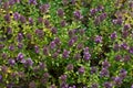 Purple blooming groundcover thyme. Flowering groundcover plants