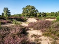 Purple blooming heather in nature reserve Zuiderheide heathland, Netherlands