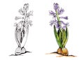 Purple blooming hyacinth with bulb, a set of watercolor and graphic drawings on a white background