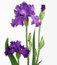 Purple Blooming Iris Flowers