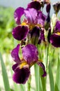 Purple blooming irises close up on a background of green garden. Large cultivated flower of the bearded iris Royalty Free Stock Photo