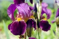 Purple blooming irises close up on a background of green garden. Large cultivated flower of the bearded iris Royalty Free Stock Photo