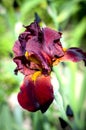 Purple blooming irises close up on a background of green garden. Large cultivated flower of the bearded iris Royalty Free Stock Photo