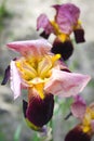 Purple blooming irises close up on a background of green garden. Large cultivated flower of the bearded iris Royalty Free Stock Photo