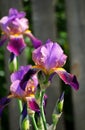 Purple blooming irises close up on a background of green garden. Large cultivated flower of the bearded iris Royalty Free Stock Photo