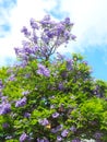 purple blooming Jacaranda mimosifolia tree with fruits Royalty Free Stock Photo