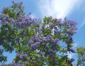 purple blooming Jacaranda mimosifolia tree with fruits Royalty Free Stock Photo