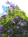 purple blooming Jacaranda mimosifolia tree with fruits Royalty Free Stock Photo