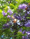 purple blooming Jacaranda mimosifolia tree with fruits Royalty Free Stock Photo