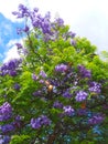 purple blooming Jacaranda mimosifolia tree with fruits Royalty Free Stock Photo