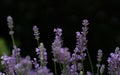 Purple blooming lavender grows against a dark background in nature. Light reflections can be seen in the background. The delicate Royalty Free Stock Photo