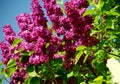 Purple blooming lilac in full sun under blue sky