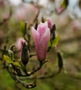 Purple Blooming Magnolia Flower Buds on the Branch Royalty Free Stock Photo