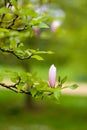 Purple Blooming Magnolia Flower Buds on the Branch Royalty Free Stock Photo