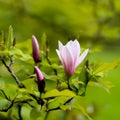 Purple Blooming Magnolia Flower Buds on the Branch Royalty Free Stock Photo